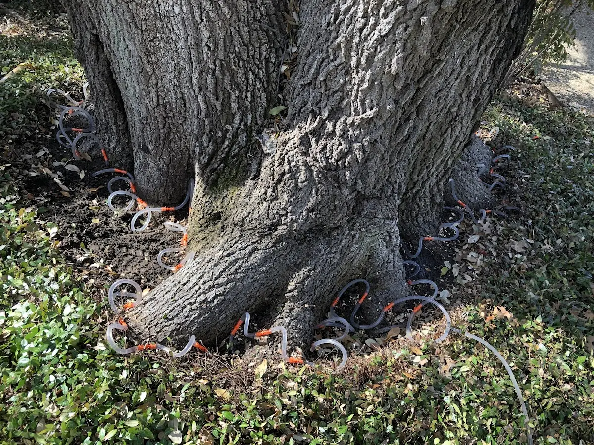 Detailed Tree Cabling and Bracing job site in Margaret